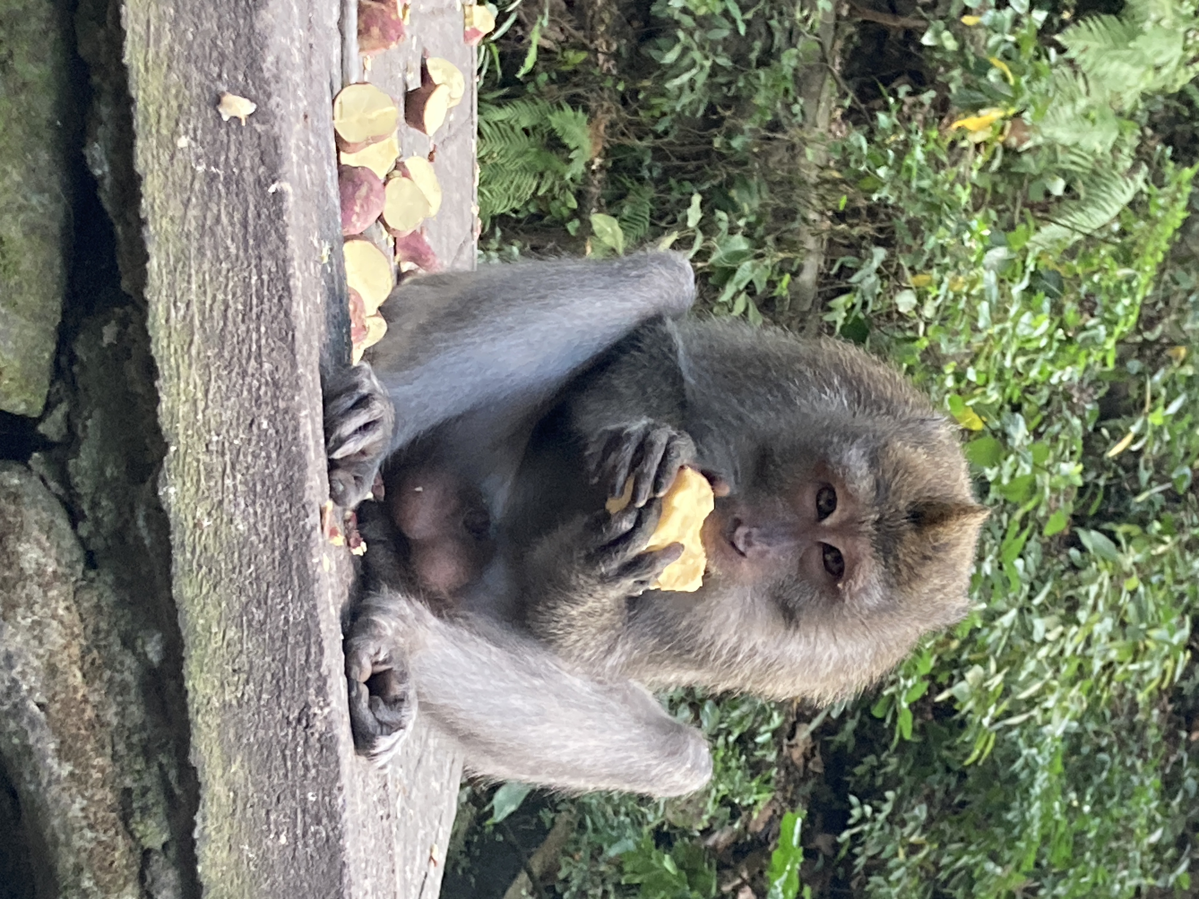 Monkey Forest